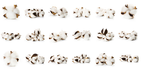 Set of several flowers of cotton isolated on a white background