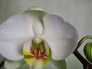 macro exotic orchid flower