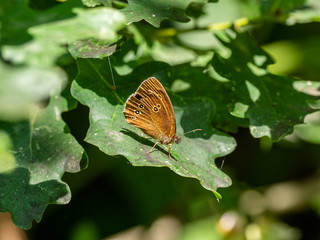 Obraz premium Ringlet Butterfly ( Aphantopus hyperantus ) perched on a leaf