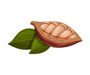 Shelled Cocoa Pod with Beans Inside Realistic Vector Illustration
