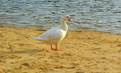 Fototapeta premium canard blanc