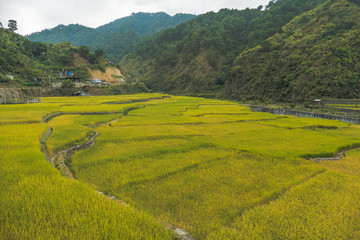 Beautiful Stepped Of Rice Terraces  In Banaue, Philippines At Summer.