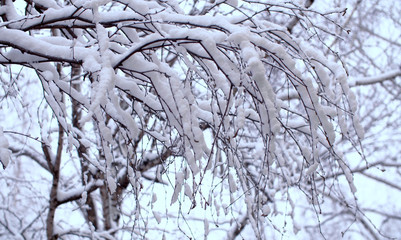 Birch tree branches under the snow