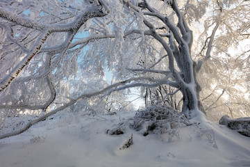Forest in Winter with frozen trees