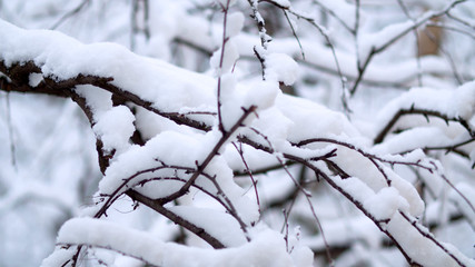 Birch tree branches under the snow