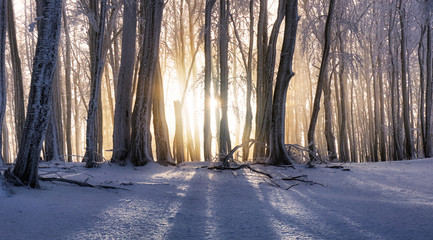 Sunset in winter forest with mist rays, tree ladnscape