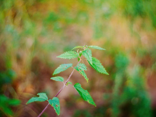 a Bush of nettles at sunset, Russia