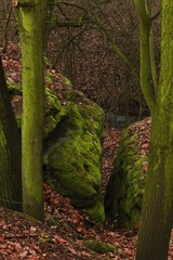 Tales from the thousand forest