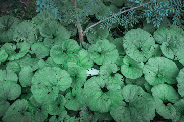 Lush green leaves background image