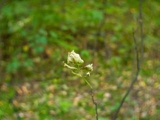 sunlight through autumn leaves, Russia