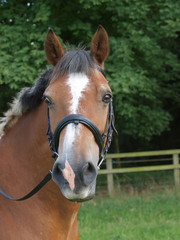 Fototapeta premium Horse Headshot