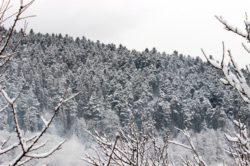 Winter forest scenery