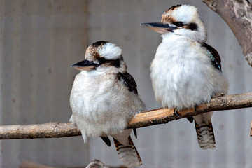 Laughing kookaburra (Dacelo novaeguineae) in Japan