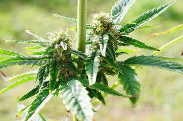 Abstract, soft focus using macro lens. Intense detail of flowering cannabis plant. Medical hemp...
