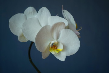 White orchid flowers on a blue background.