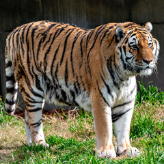 Fototapeta na wymiar Amur (Siberian) tiger (Panthera tigris altaica) in Japan
