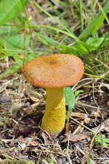 Edible mushroom (Armillaria mella) 2