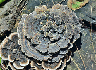 Mushrooms tinder (Trametes versicolor) 3