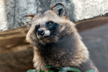 Japanese raccoon dog (Nyctereutes procyonoides viverrinus)  © Kazu