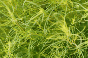 Natural green background