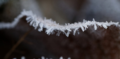 Autumn leaf on a branch in frost needles.