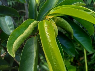 Obraz premium Soursop laves or Prickly Custard Apple. (Annona muricata L.) Plant for Treatment of carcinoma.