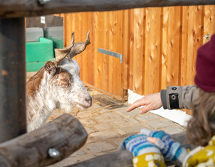 Goat looks at a stretched hand of a lady.