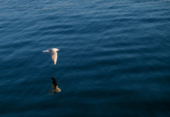 Seagull gliding, flying over deep blue sea. Bird soaring above the ocean with shadow reflection on the water. Soaring Seagull over the bay of Roses, Catalonia, Spain. Modern travel trends. Copy space.