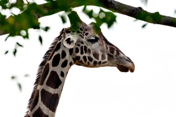 Giraffe (Giraffa camelopardalis) in winter season