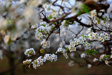 Blooming pear flower, very beautiful