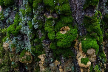 Bright green lichen on pine bark close-up. Wild forest background, texture.