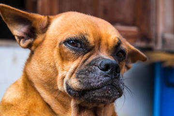  A funny brown dog head close-up