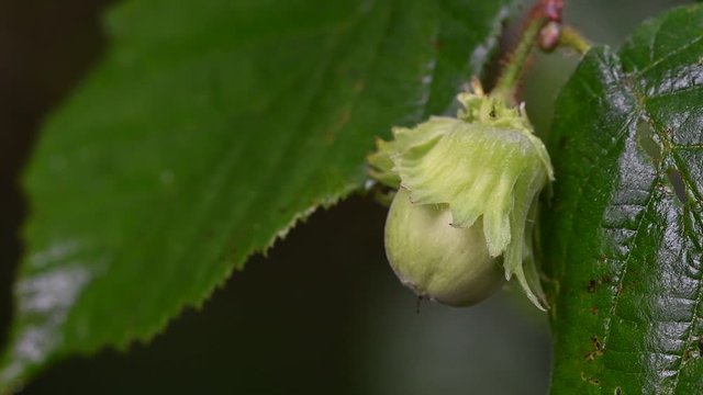 Common hazel (Corylus avellana) close up of leafy involucre / husk and nut in summer
