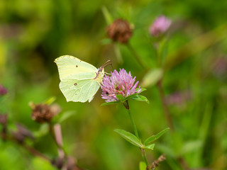Brimstone Butterfly ( Gonepteryx rhamni ) on Clover