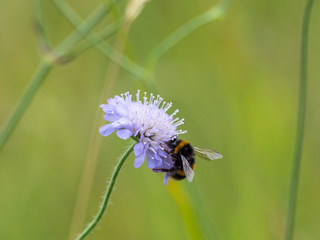 Bee on a field Scabious