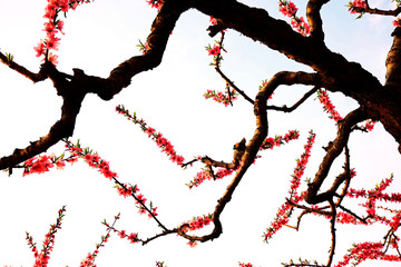 Blooming peach blossom, very beautiful