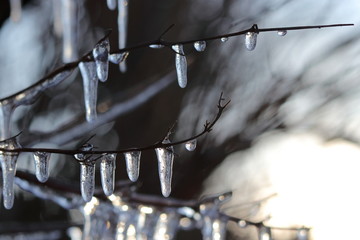 Winter, autumn or spring concept of many icicles from ice on leafless branch. Every icicle shine and flash by bright light. It can be cold frost or melt (thaw).