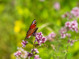 European peacock ( Aglais io ) on Marjoram