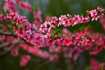 Blooming peach blossom, very beautiful