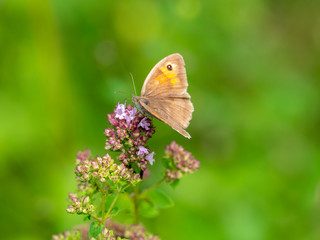 Meadow Brown Butterfly (Maniola jurtina)