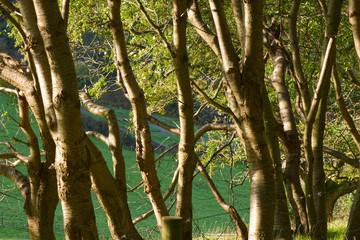 Trees with cross lighting