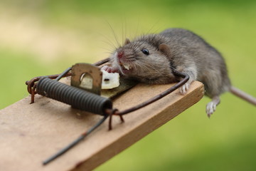 Dead wild house mouse (Mus musculus) catched in mousetrap (trap, rat killer) on cheese (separated,...