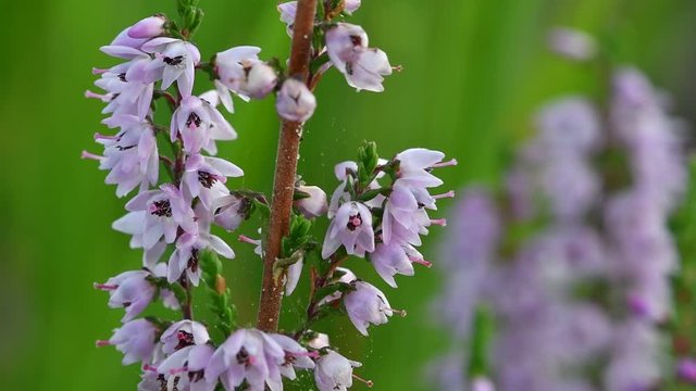 Close up of common heather / Scotch heather / ling (Calluna vulgaris) flowering in heathland in summer
