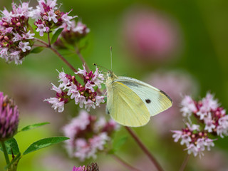 Pieris brassicae or Large white butterfly on Marjarom