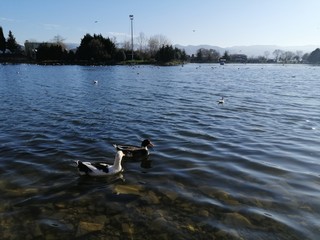 swans on the lake