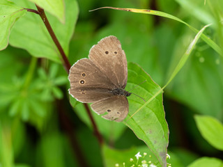 Obraz na płótnie Canvas Ringlet Butterfly ( Aphantopus hyperantus ) perched on a leaf