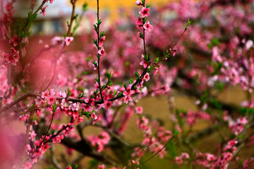Blooming peach blossom, very beautiful