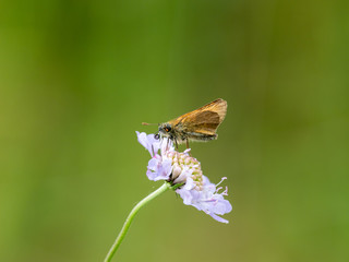 Small Skipper ( Thymelicus sylvestris) Butterfly on a Scabious