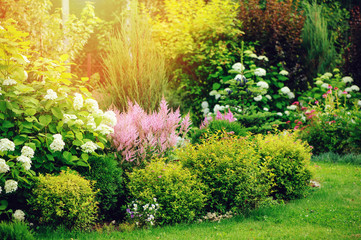 gemengde border in zomertuin met gele spirea japonica, roze astilbe, hortensia. Samen struiken en bloemen planten