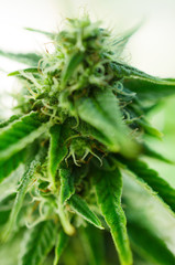 Abstract, soft focus using macro lens. Intense detail of flowering cannabis plant. Medical hemp growing on organic farm. Outdoor, natural lighting. Beautiful trichomes on cannabis plant. Healthy hemp